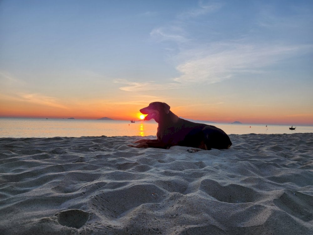 An adorable moment of a dog at the sunrise